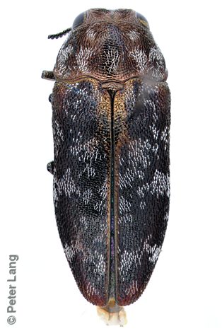 Diphucrania parva, PL0914A, female, from Acacia pycnantha, SL, 5.6 × 2.2 mm